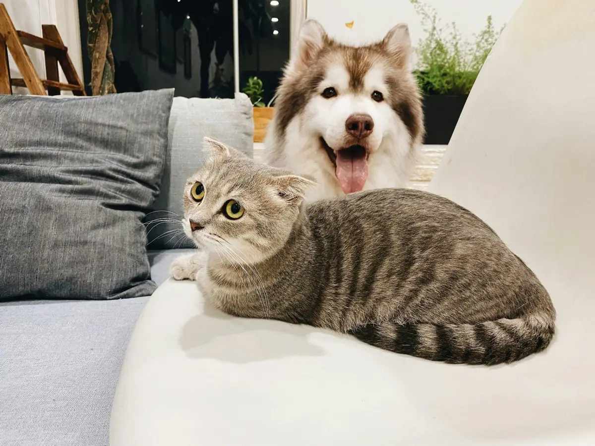 A tabby cat lying on a light chair beside a grey cushion, with a husky dog sitting behind it with its mouth open and its tongue out.